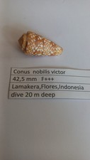 Conus nobilis victor 42,5 mm F+++ picture