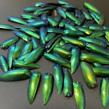 100 DRILLED Green Blue Jewel Beetle Elytra Sternocera Insect wings USA SELLER picture