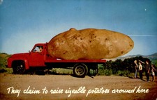 Belleville, Wisconsin 1965: Giant Potatoes and Beautiful Country Postcard picture