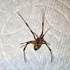 Spider Wet Specimen Collectible Specimen - Ruler Included for Scale Display picture