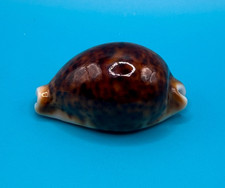 Cypraea pantherina 59.40mm, Great color  picture
