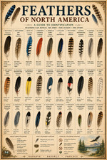 Feathers of North America Poster 13x19 – Vintage Bird Feather Identification picture