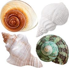 4PCS Large Hermit Crab Shells | Natural Sea Conch 2.4