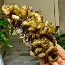 1.56LB Natural picture