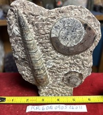 Beautiful Polished Orthoceras and Ammonite Fossil Display Piece 400 Mil Yrs. picture