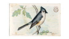 1918 J6 #2 Tuffed Titmouse, Useful Birds of America 2nd Series Large Size 1st picture