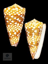 Conus victor 38.35 mm F++/Gem picture