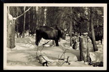 ALASKA ~ RPPC ~ GREAT SHOT ~ LARGE MOOSE IN SNOWY WOODS ~ C 1960 ~ ROBINSON PUB picture