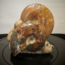 10.12LB Natural large beautiful ammonite fossil, conch crystal specimen healing picture