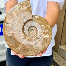 4.29LB Rare Madagascar colored conch fossil home decoration picture