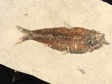 49 Million Year Old Knightia FISH Fossil with SCALES From Wyoming 869gr picture