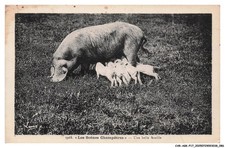 CAR-AGKP17-0919-PIG - Les scènes champetres - A beautiful family picture