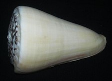 135 mm HUGE & HEAVY Conus Leopardus Seashell Phuket Thailand GREAT PATTERN picture