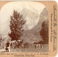 SWITZERLAND, Little Swiss Girl with Her Favorite Cow--Keystone Stereoview D75 picture