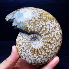 TOP 479G Natural Polished Ammonite Crystal Madagascar  H62 picture
