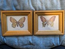 2~Vtg~Le P. Machaon & Le P. Apollon Butterfly Prints In Wood Frames~MCM picture