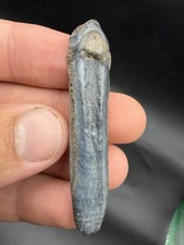 Beautiful Blue Horse Tooth Fossil Ice Age Era picture