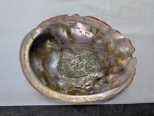 Large 9 inch Red Abalone Shell Iridescent Nacre Beautiful color picture