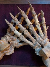 Huge pair of authentic fossil cave bear paws picture