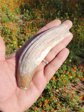 Huge Awesome Basilosaurus Teeth Fossilized Paleocene Morocco From Boujdour picture