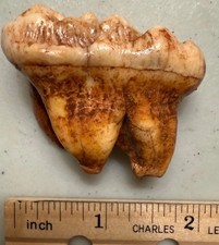 Very Large Cave Bear Molar Fossil, 1-7/8”,Ursus spelaeus, Pleistocene, Romania picture