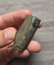 Ultra Rare Partial Smilodon Fatalis Saber Part Mammal Tooth Cat Fossil Florida picture