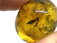 Amber Piece With INSECT Collectible Baltic Undrilled Fossil Inclusion 2,2g 21673 picture