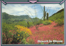 Desert in Bloom Cacti Flowers Arizona Scenic View Vintage Postcard Unposted picture