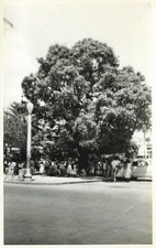 Acapulco Zocalo Mango Trees Vintage Real Photo Postcard RPPC 1954 picture