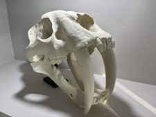 Life Size 3D Printed Sabertooth Tiger Cat Skull Smilodon Fossil Accurate Replica picture
