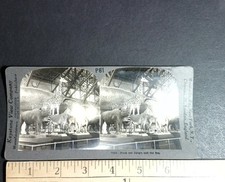 From the Jungle and the Sea Stereoview Keystone View Co. 1900s Taxidermy Exhibit picture