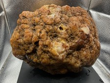 Huge Ancient Fossilized Indiana Crinoid Geode Agate Hoosier Oddity 18,600 Carats picture