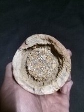 Fossilized Per mineralized Agate Crystal Dino Egg Embryo Baby picture