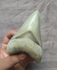 Large Rare Quality Colorful Aurora Lee Creek Megalodon Shark Tooth Fossil NC picture