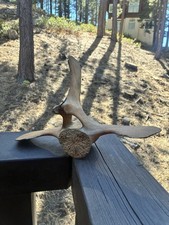 Marine Animal Fossil - Vertebrae Bone - Whale Dolphin Porpoise fossilized picture