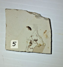 Beetle Insect Green River Formation Parachute Creek mb Rio Blanco Colorado picture