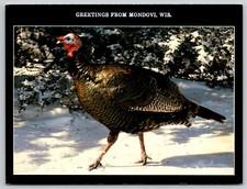 Greetings from Mondovi Wisconsin - Image of Wild Turkey in Snow (6X4in) Postcard picture