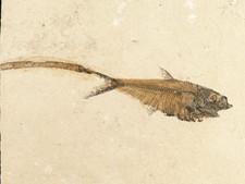Diplomystus FISH Fossil With a TWIG or Branch Fossil in BIG Matrix Wyoming 2676g picture
