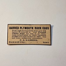 Barred Plymouth Rock Eggs C Gabriel Rockwell City IA 1906 Minneapolis Ad 5AL1-S4 picture