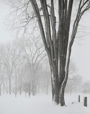 Photo:Chicago 1952 Snowy Trees Winter Park Landscape Photograph picture