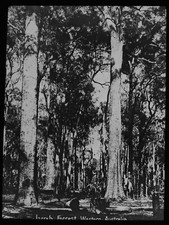 JERRAH FOREST WESTERN AUSTRALIA AUSTRALIA C1913 Magic Lantern Slide PHOTO picture