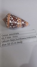 Conus ammiralis 61,7 mm F+++ Indonesia picture