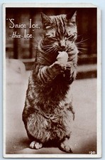 c1910's Cat Snice Ice This Ice Animals RPPC Photo Poosted Antique Postcard picture