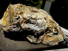 Rare Massive Wyoming Petrified Wood ~ 80 lbs  20” × 12” × 9” – Display Specimen picture
