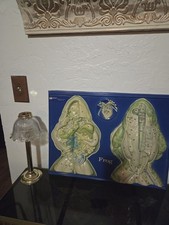 Vintage 1994 Hubbard Scientific Frog Dissection Model, Educational  picture