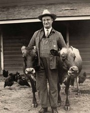 Vintage Farmer Jersey COWS 8x10 Photo Reprint Farmer Funny Animals picture