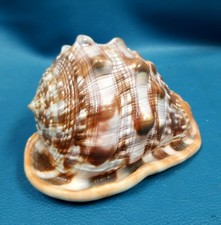 Gorgeous Bullmouth Helmet Shell Marine Cameo Mollusk Shell Coastal Decor 5.5