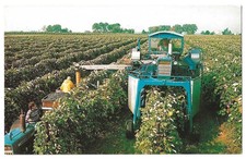 Grape Harvesting Machine c1970's agriculture, Geneva Double Curtain Trellis picture