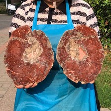 2pc 6.66LB Natural Petrified Wood Crystal Fossil Slice Shape Specimen Healing picture