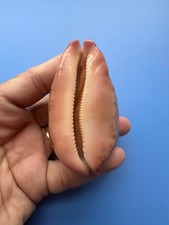 75.3mm | Cypraea mappa |F+++ GEM | LONG form | Pink Base | Nice pattern picture